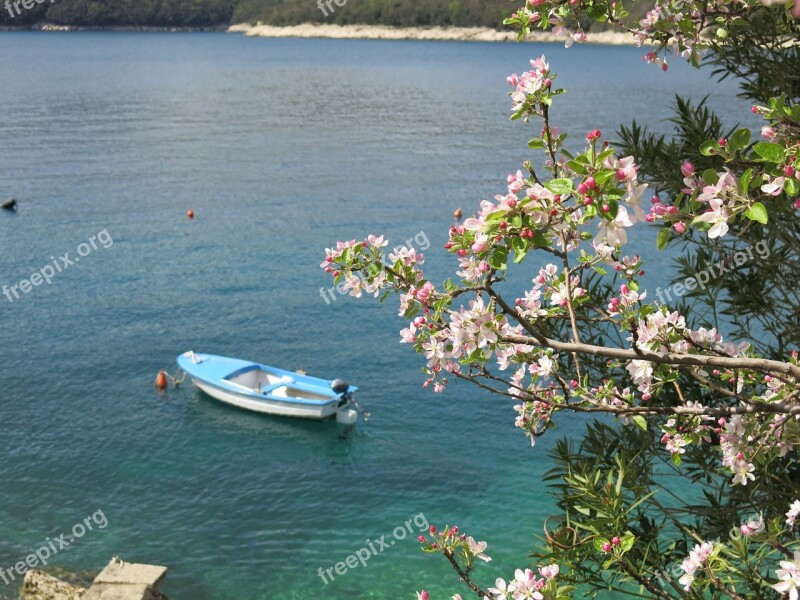 Boat Sea Apple Blossom Tree Flowers