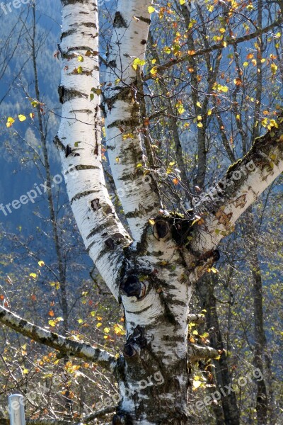 Birch Tree Nature Tribe Autumn