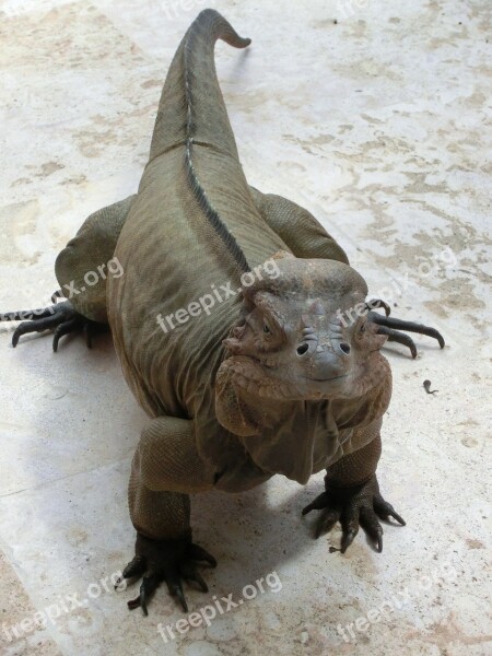 Iguana Lizard Reptile Animal Scaly