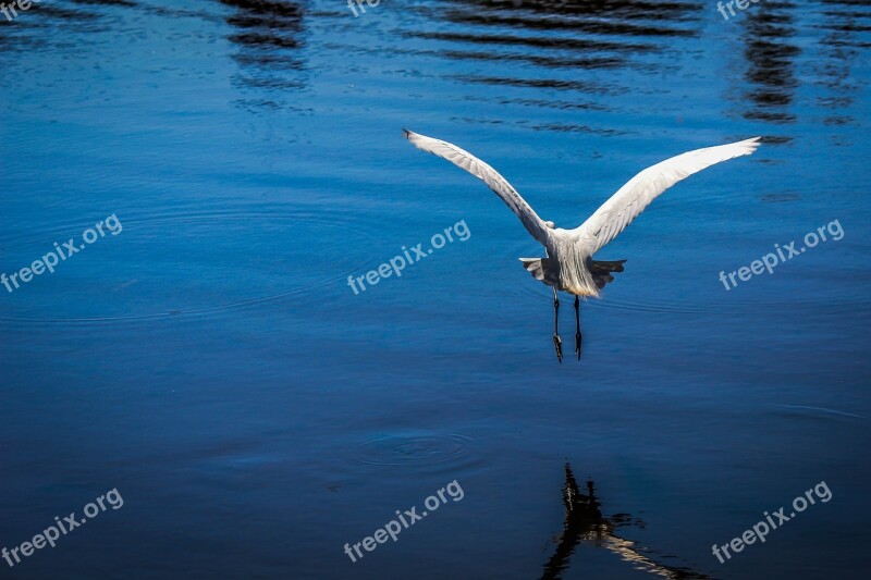 Heron Bird Birdie Nature Animals