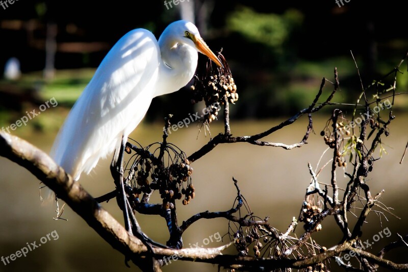 Heron Bird Birdie Nature Animals