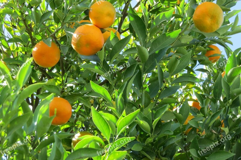 Tangerine Citric Tree Nature Fruit