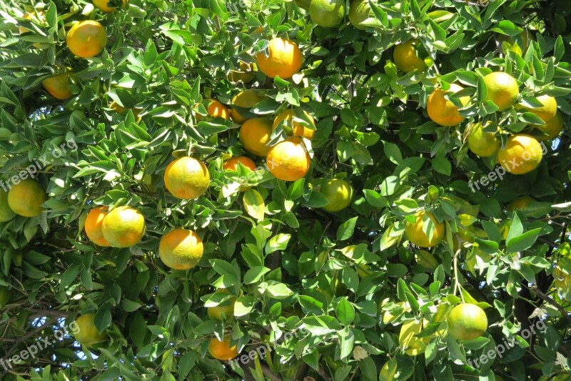 Tangerine Citric Tree Fruit Vegetable