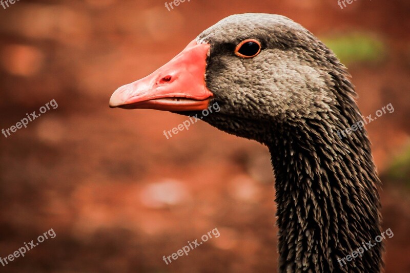 Goose Bird Swan Birdie Nature