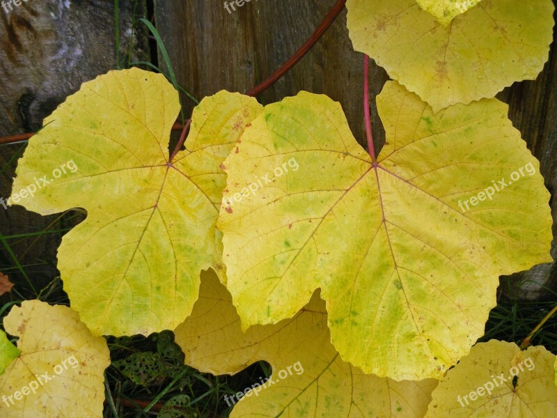 Leaves Grape Autumn Gold Leaf