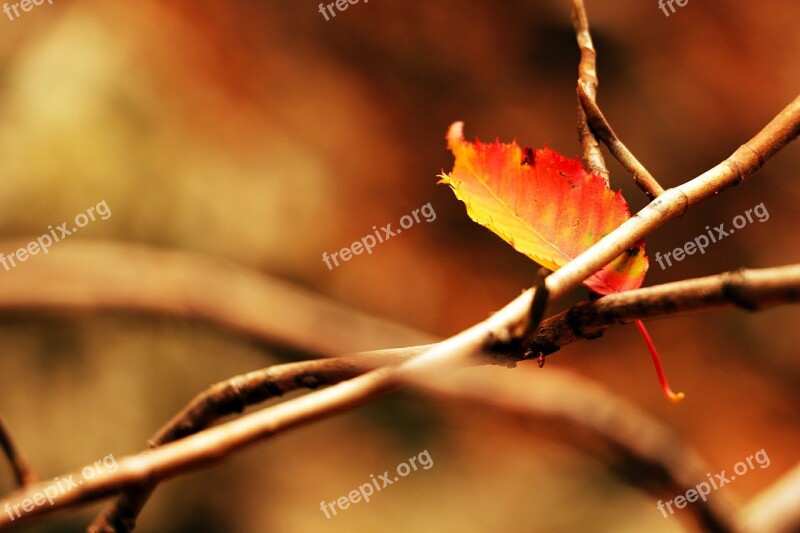 Autumn Autumn Leaves The Leaves Red Maple Leaf Leaves