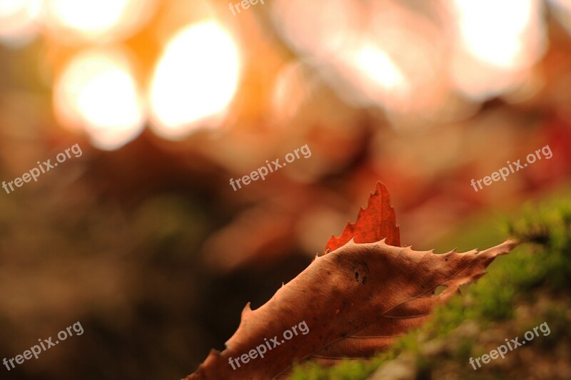 Autumn Memory Leaves Autumn Leaves The Leaves