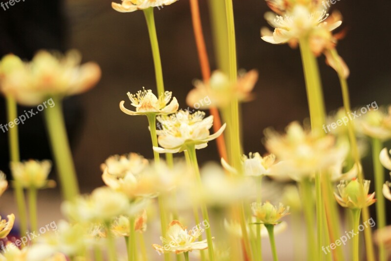 Asteraceae Wildflower Flowers Plants White Flowers