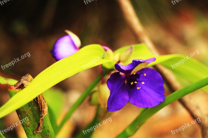 Flowers Violet Pine-mushrooms Behold Nature