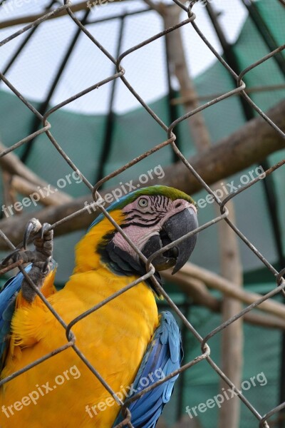 Macaw Parrot Exotic Bird Cage Zoo