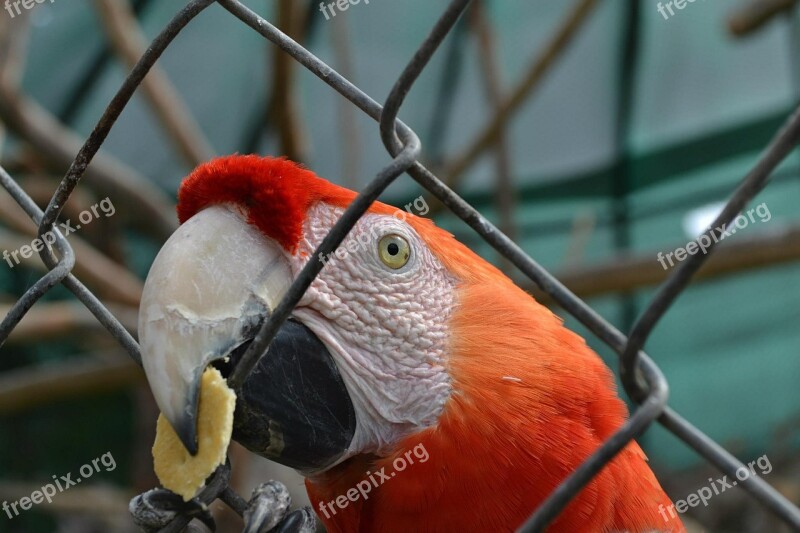 Macaw Parrot Exotic Bird Cage Zoo