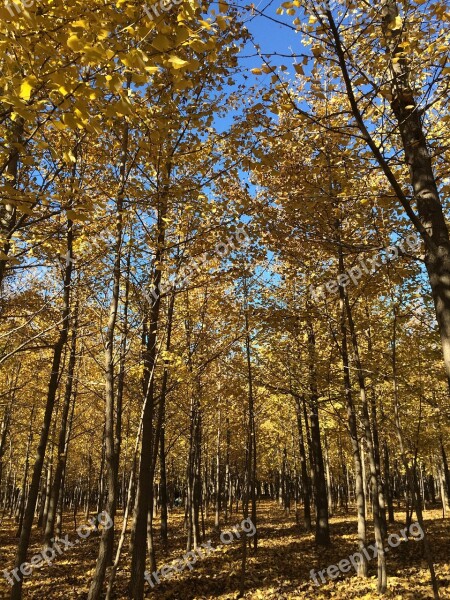 Ginkgo Forest Yellow Leaves Autumn Free Photos