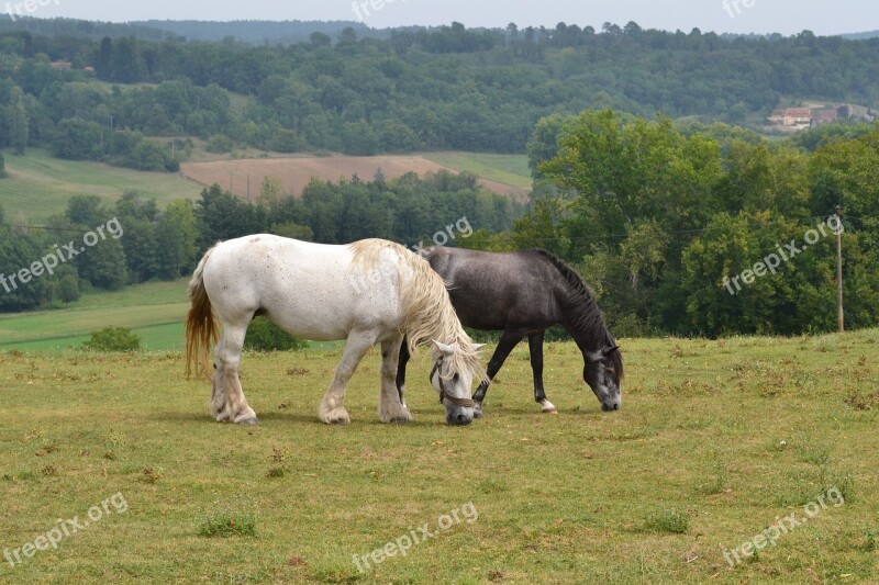 Horses Animals Nature Mare Landscape