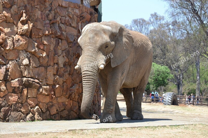 Elephant Zoo Animal Wildlife Mammal