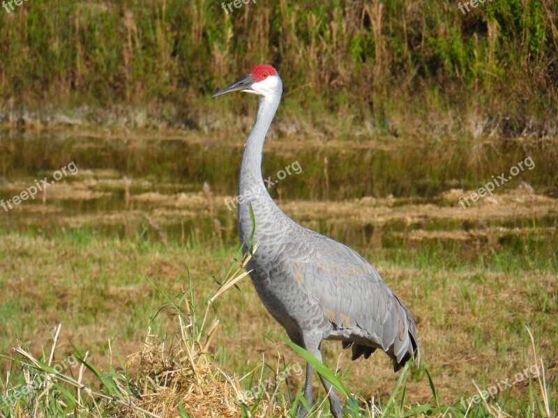 Sandhill Crane Grus Canadensis Sandhill Crane Grus