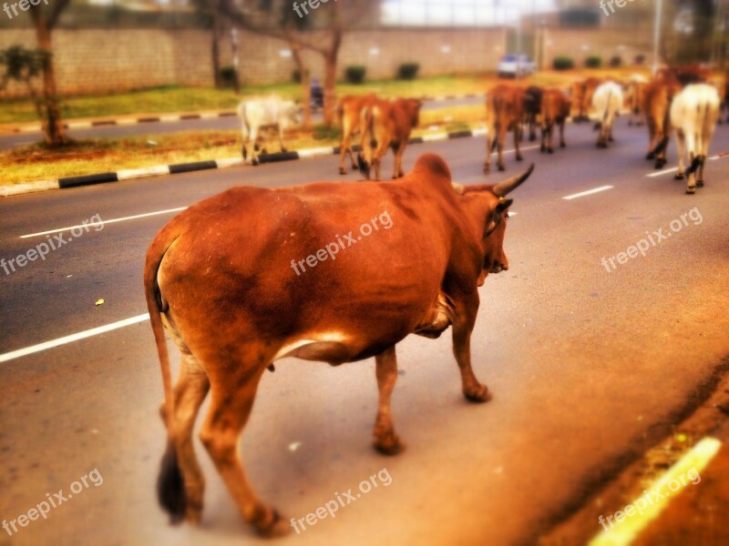 Cow Cattle Livestock Road Street