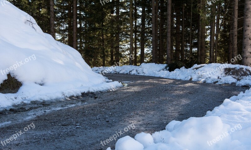 Road Winter Wintry Forest Forest Path