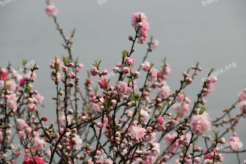 Plum Blossom The Scenery Spring Free Photos