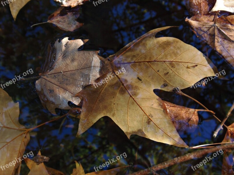 Autumn Leaves Water Sunset Brown