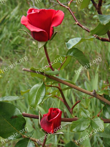 Roses Red Garden Flower Petals