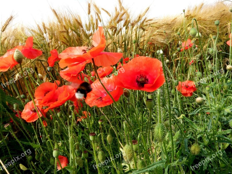 Poppy Flower Cornfield Barley Red Flowers