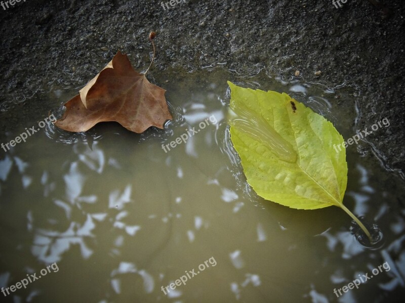 Leaves Autumn Autumn Leaves Nature Rainwater