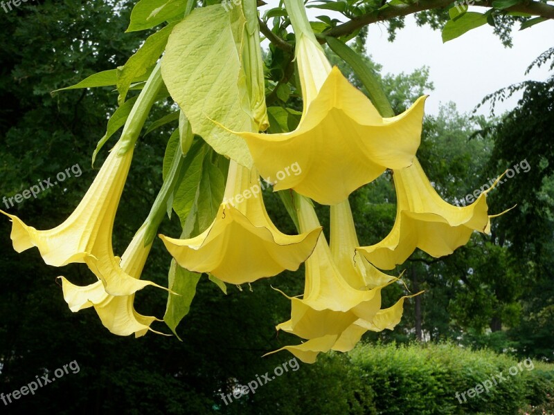 Angel Trumpet Datura Yellow Single Flowers Free Photos