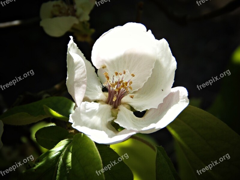 Apple Blossom Flower Fruit Macro Apple