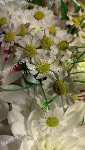 Flowers Daisy Bouquet Free Photos