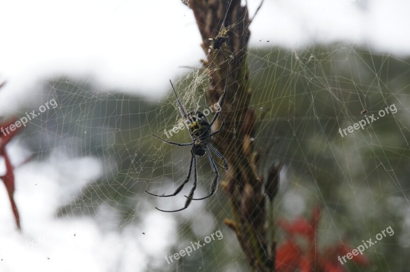 Spider Web Spiderweb Insect Cobweb