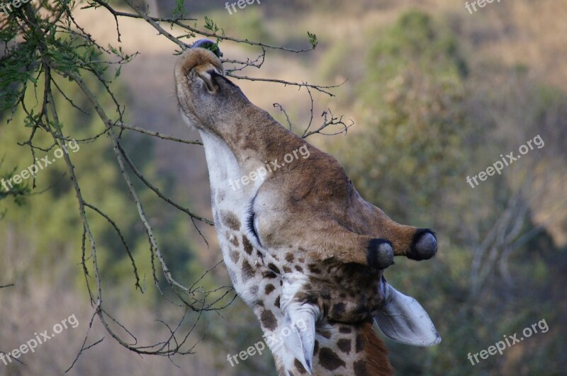 Giraffe Eating Safari Africa Animal