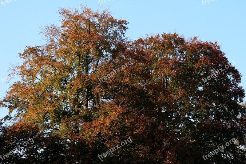 Trees Autumn Mood Autumn Light Emerge Autumn