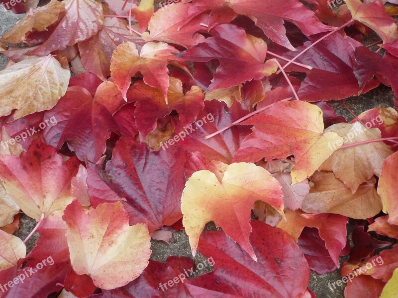 Autumnal Coloration Foliage Autumn Leaves Red