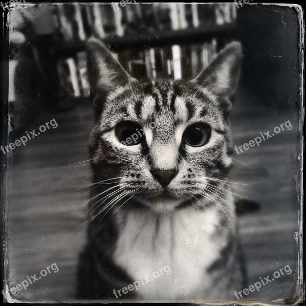 Cat Domestic Cat Animal Cat Face Animal Portrait