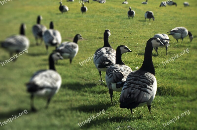 Geese Field A Flock Of Birds Free Photos