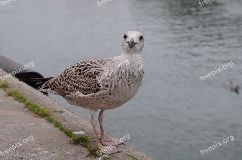 Seagull Bird Sea Port Free Photos