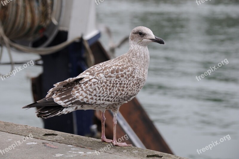 Seagull Bird Sea Port Free Photos