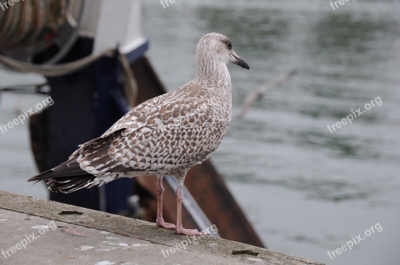 Seagull Bird Sea Port Free Photos