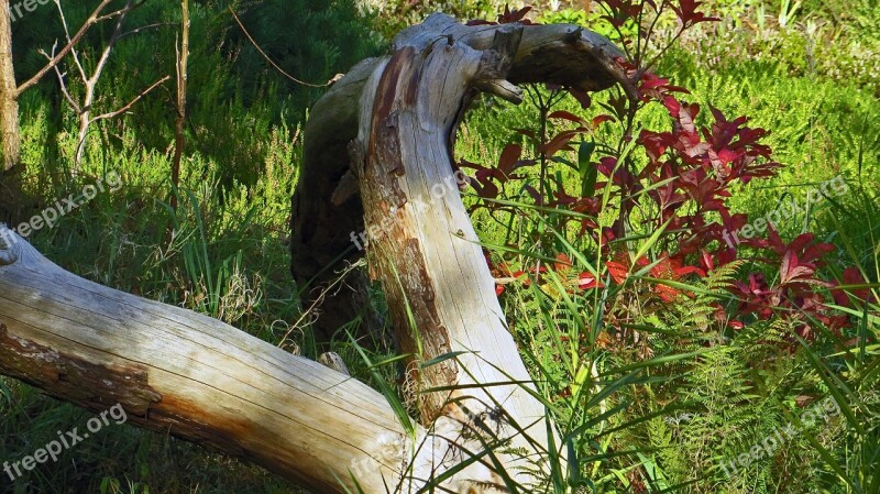 Tree Stump Nature Landscape Biotope Green