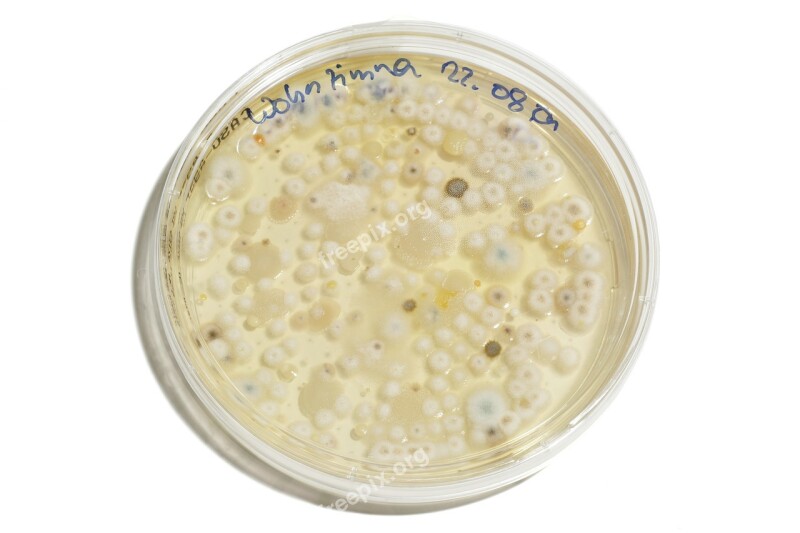 Petri Dish Schimmelpilz Culture Free Photos