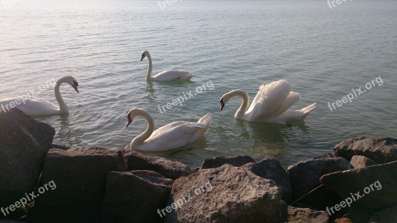 Swan Lake Balaton Lake Free Photos