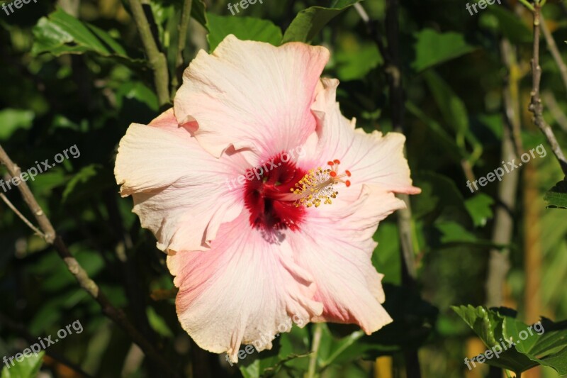 Hibiscus Flower Nature Wild Free Photos