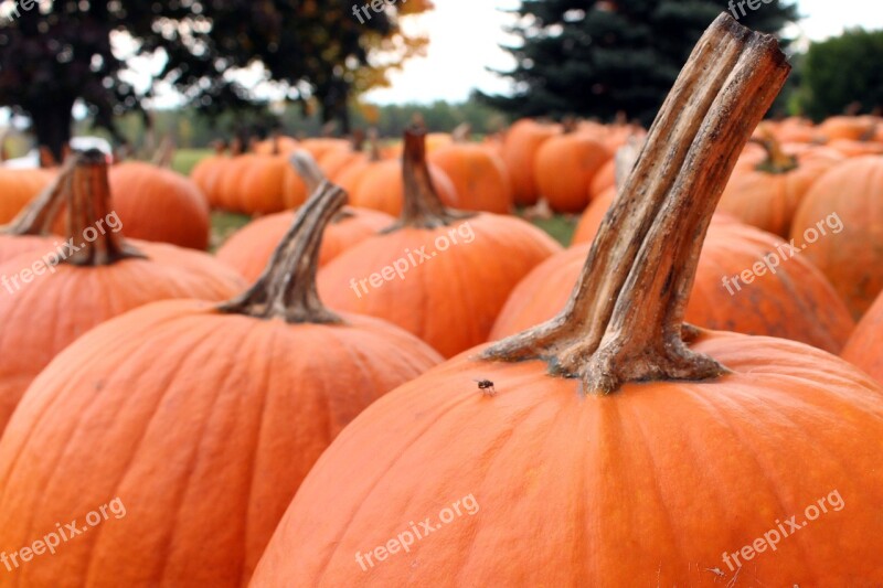 Pumpkins Halloween October Autumn Orange