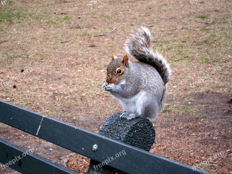 Squirrel Bench Central Park Nyc Cute