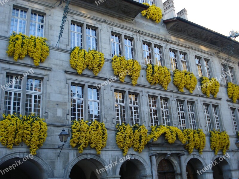 Flowers City Hall Lausanne Switzerland Yellow