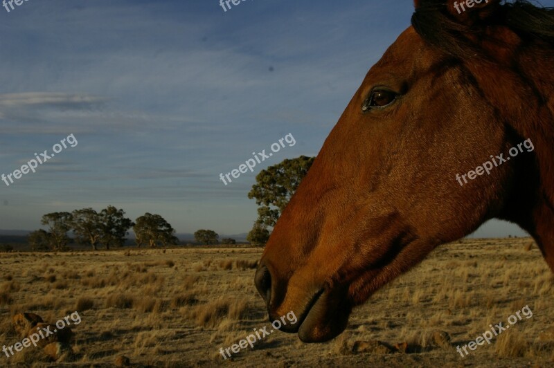 Horse Farm Animal Rural Pasture