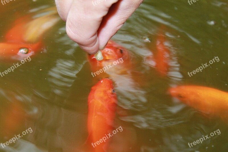 Goldfish Pond Fish Lake Water