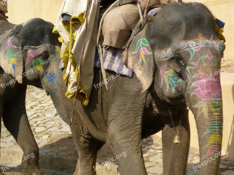 Elephant India Travel Rajasthan Free Photos