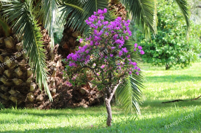 Bouganville Flower Palm Nature Tree