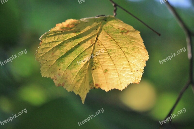 Hazelnut Fall Foliage Autumn Colours Colorful Leaves Autumn